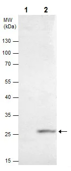 Immunoprecipitation - Anti-HOXB5 antibody (AB229345)