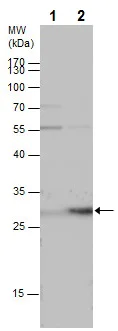 Western blot - Anti-HOXB5 antibody (AB229345)