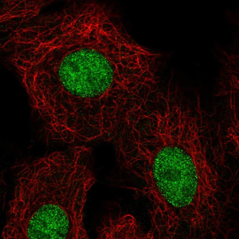 Immunocytochemistry/ Immunofluorescence - Anti-HOXB5 antibody (AB254882), expandable thumbnail