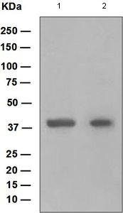 Western blot - Anti-HOXB5 antibody [EP2827] (AB109375)