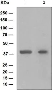 Western blot - Anti-HOXB5 antibody [EP2827] (AB109375)