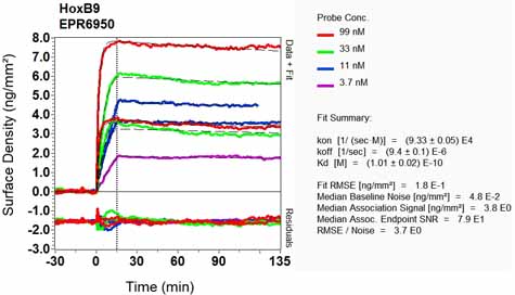 OI-RD Scanning - Anti-HOXB9 antibody [EPR6950] - BSA and Azide free (AB248623), expandable thumbnail