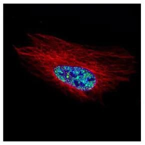 Immunocytochemistry/ Immunofluorescence - Anti-HOXC10 antibody (AB153904)