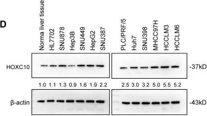 Western blot - Anti-HOXC10 antibody (AB153904)