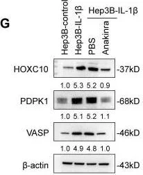 Western blot - Anti-HOXC10 antibody (AB153904)