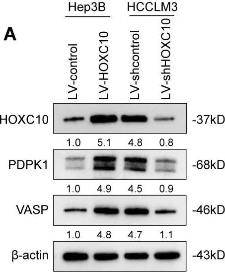 Western blot - Anti-HOXC10 antibody (AB153904)
