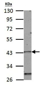 Western blot - Anti-HOXC10 antibody (AB153904)