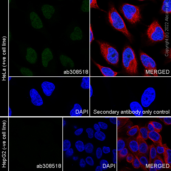 Immunocytochemistry/ Immunofluorescence - Anti-HOXC10 antibody [EPR27318-83] (AB308518), expandable thumbnail