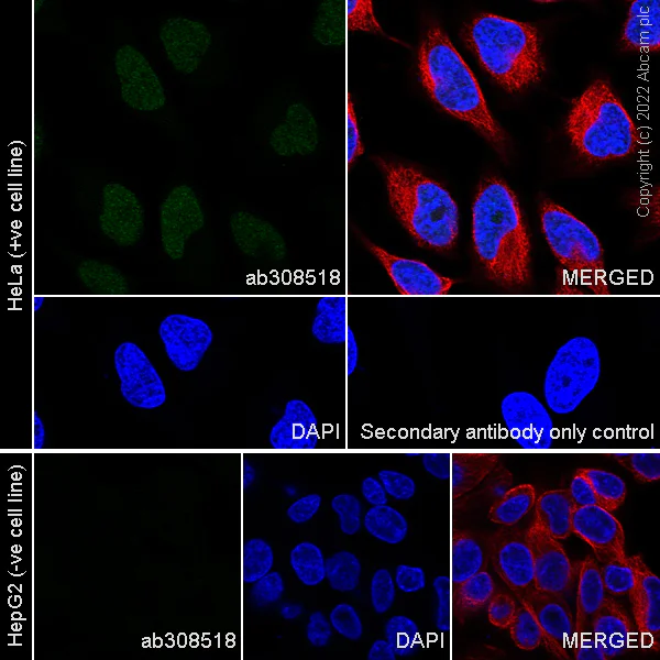 Immunocytochemistry/ Immunofluorescence - Anti-HOXC10 antibody [EPR27318-83] - BSA and Azide free (AB308519)