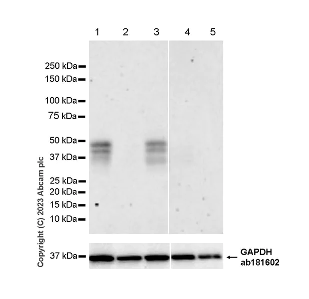 Western blot - Anti-HOXC10 antibody [EPR27318-83] - BSA and Azide free (AB308519)