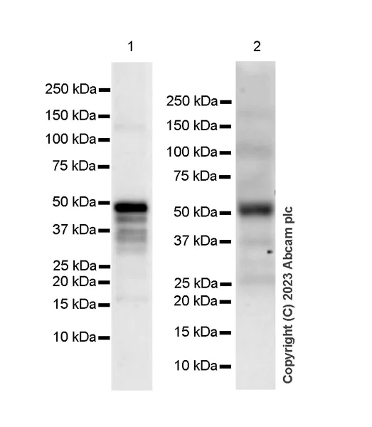 Western blot - Anti-HOXC10 antibody [EPR27318-83] - BSA and Azide free (AB308519)