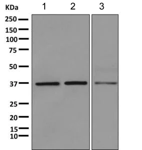 Western blot - Anti-HOXC13 antibody [EPR5626] (AB168368)