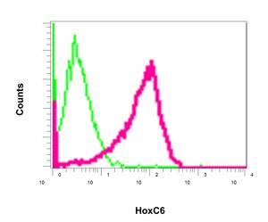 Flow Cytometry (Intracellular) - Anti-HoxC6 antibody [EPR7922(2)] (AB151575), expandable thumbnail