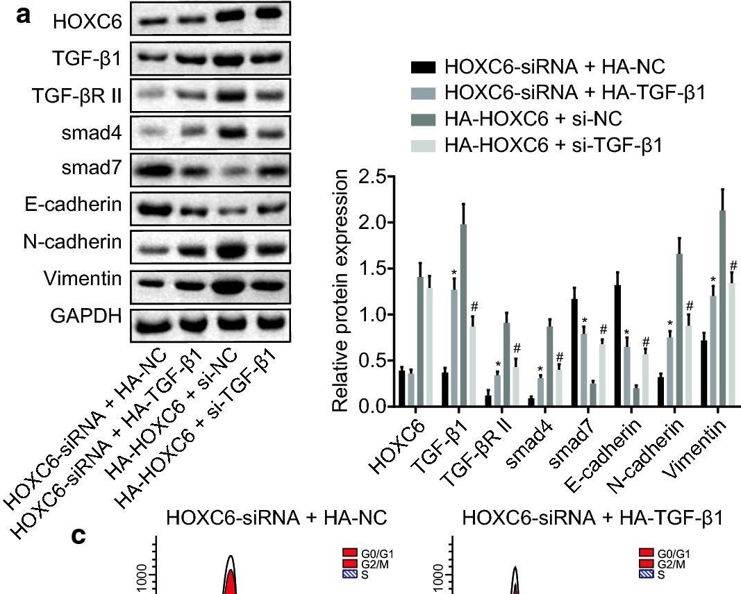 Western blot - Anti-HoxC6 antibody [EPR7922(2)] (AB151575), expandable thumbnail