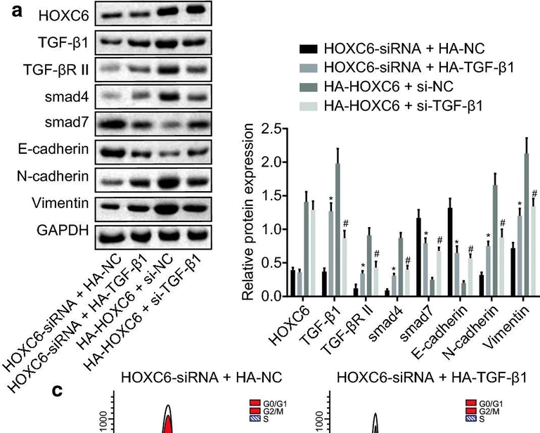 Western blot - Anti-HoxC6 antibody [EPR7922(2)] (AB151575)