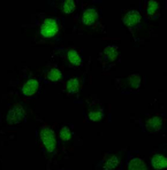 Immunocytochemistry/ Immunofluorescence - Anti-HOXC9 antibody [HOXCA6E6] (AB50839), expandable thumbnail