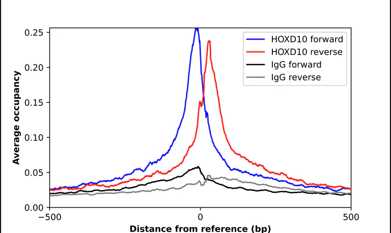 ChIP - Anti-HOXD10 Antibody (AB327264)