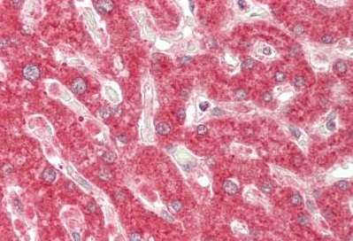 Immunohistochemistry (Formalin/PFA-fixed paraffin-embedded sections) - Anti-HOXD12 antibody - C-terminal (AB230697)