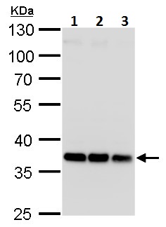 Western blot - Anti-HOXD13 antibody (AB229234)