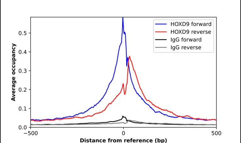 ChIP - Anti-HOXD9 Antibody (AB327271)