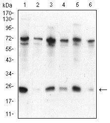 Western blot - Anti-HP1 alpha antibody [3A11F8] (AB234085), expandable thumbnail