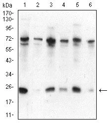 Western blot - Anti-HP1 alpha antibody [3A11F8] (AB234085)