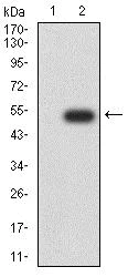 Western blot - Anti-HP1 alpha antibody [3A11F8] (AB234085)