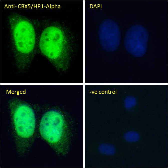 Immunocytochemistry/ Immunofluorescence - Anti-HP1 alpha antibody (AB77256)