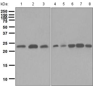 Western blot - Anti-HP1 alpha antibody [EPR5776] (AB133577)