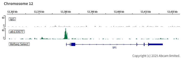 ChIC/CUT&RUN sequencing - Anti-HP1 alpha antibody [EPR5776] - BSA and Azide free (AB248560)