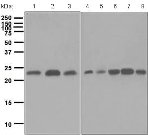 Western blot - Anti-HP1 alpha antibody [EPR5776] - BSA and Azide free (AB248560)