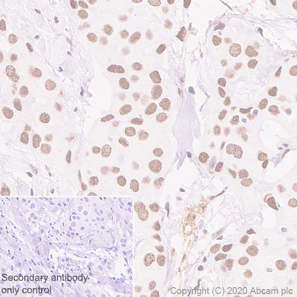Immunohistochemistry (Formalin/PFA-fixed paraffin-embedded sections) - Anti-HP1 alpha antibody [EPR5777] - BSA and Azide free (AB226049)