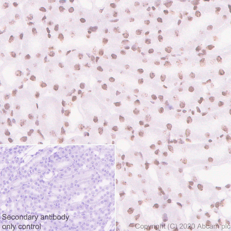 Immunohistochemistry (Formalin/PFA-fixed paraffin-embedded sections) - Anti-HP1 alpha antibody [EPR5777] - BSA and Azide free (AB226049)