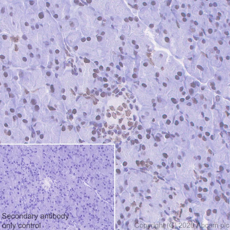 Immunohistochemistry (Formalin/PFA-fixed paraffin-embedded sections) - Anti-HP1 alpha antibody [EPR5777] - BSA and Azide free (AB226049)