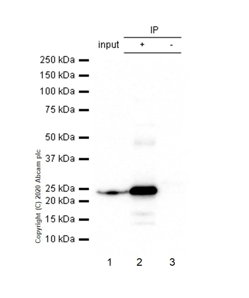 Immunoprecipitation - Anti-HP1 alpha antibody [EPR5777] - BSA and Azide free (AB226049)