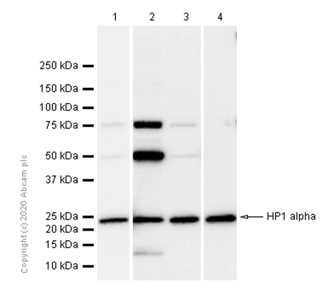 Western blot - Anti-HP1 alpha antibody [EPR5777] - BSA and Azide free (AB226049)