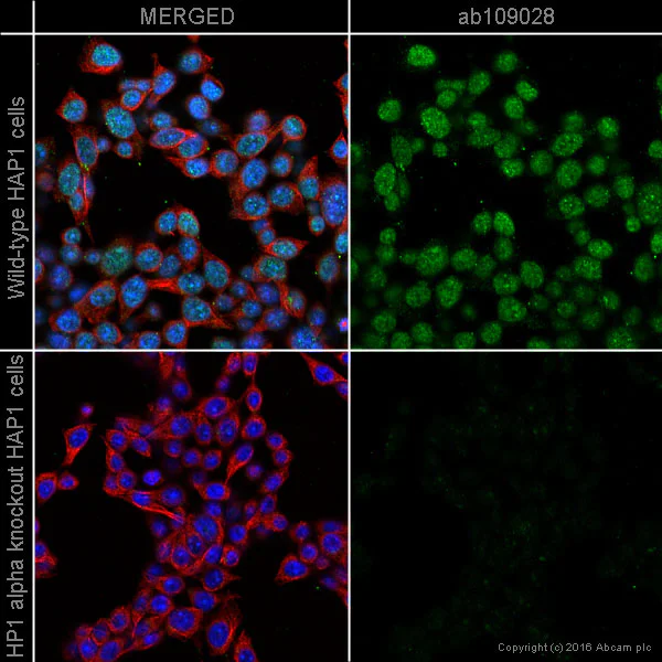 Immunocytochemistry/ Immunofluorescence - Anti-HP1 alpha antibody [EPR5777] - Heterochromatin marker (AB109028)