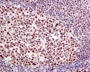Immunohistochemistry (Formalin/PFA-fixed paraffin-embedded sections) - Anti-HP1 alpha antibody [EPR5777] - Heterochromatin marker (AB109028)