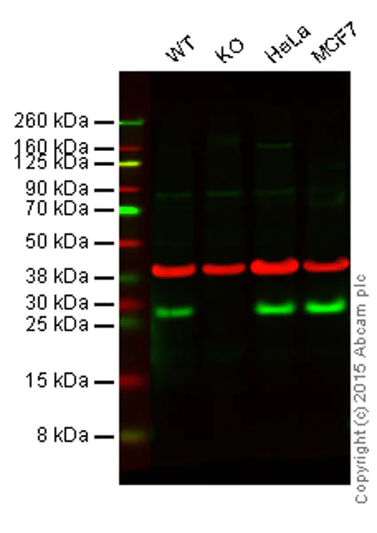 Western blot - Anti-HP1 alpha antibody [EPR5777] - Heterochromatin marker (AB109028)