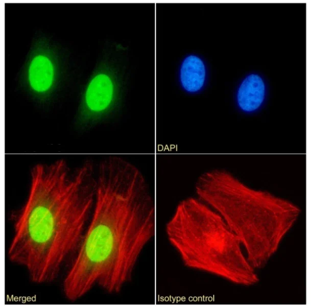 Immunocytochemistry/ Immunofluorescence - Anti-HP1 alpha antibody [RAB-C133] (AB317725)