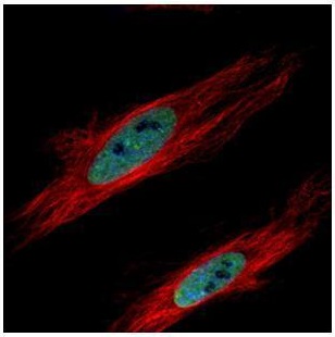 Immunocytochemistry/ Immunofluorescence - Anti-HP1 gamma/CBX3 antibody (AB227478)