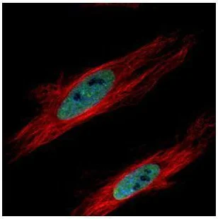 Immunocytochemistry/ Immunofluorescence - Anti-HP1 gamma/CBX3 antibody (AB227478)