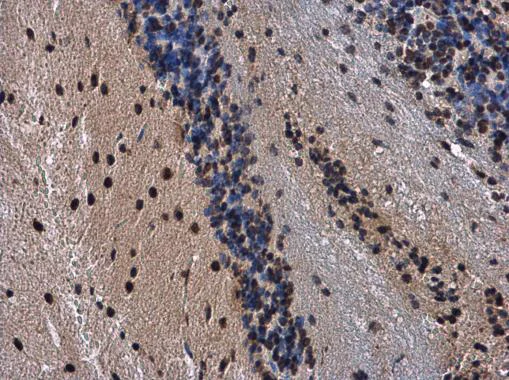 Immunohistochemistry (Formalin/PFA-fixed paraffin-embedded sections) - Anti-HP1 gamma/CBX3 antibody (AB227478)