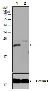 Western blot - Anti-HP1 gamma/CBX3 antibody (AB227478)