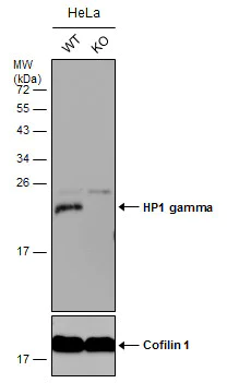 Western blot - Anti-HP1 gamma/CBX3 antibody (AB227478)