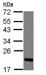 Western blot - Anti-HP1 gamma/CBX3 antibody (AB227478)