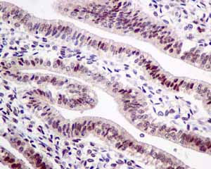 Immunohistochemistry (Formalin/PFA-fixed paraffin-embedded sections) - Anti-HP1 gamma/CBX3 antibody [EPR10465(B)] (ab154871), expandable thumbnail