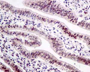 Immunohistochemistry (Formalin/PFA-fixed paraffin-embedded sections) - Anti-HP1 gamma/CBX3 antibody [EPR10465(B)] (AB154871)