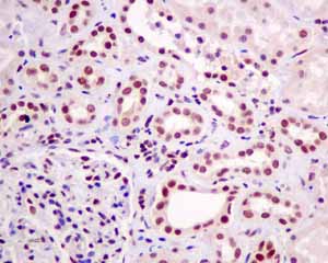 Immunohistochemistry (Formalin/PFA-fixed paraffin-embedded sections) - Anti-HP1 gamma/CBX3 antibody [EPR10465(B)] (ab154871), expandable thumbnail