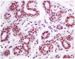 Immunohistochemistry (Formalin/PFA-fixed paraffin-embedded sections) - Anti-HP1 gamma/CBX3 antibody [EPR10465(B)] (AB154871)